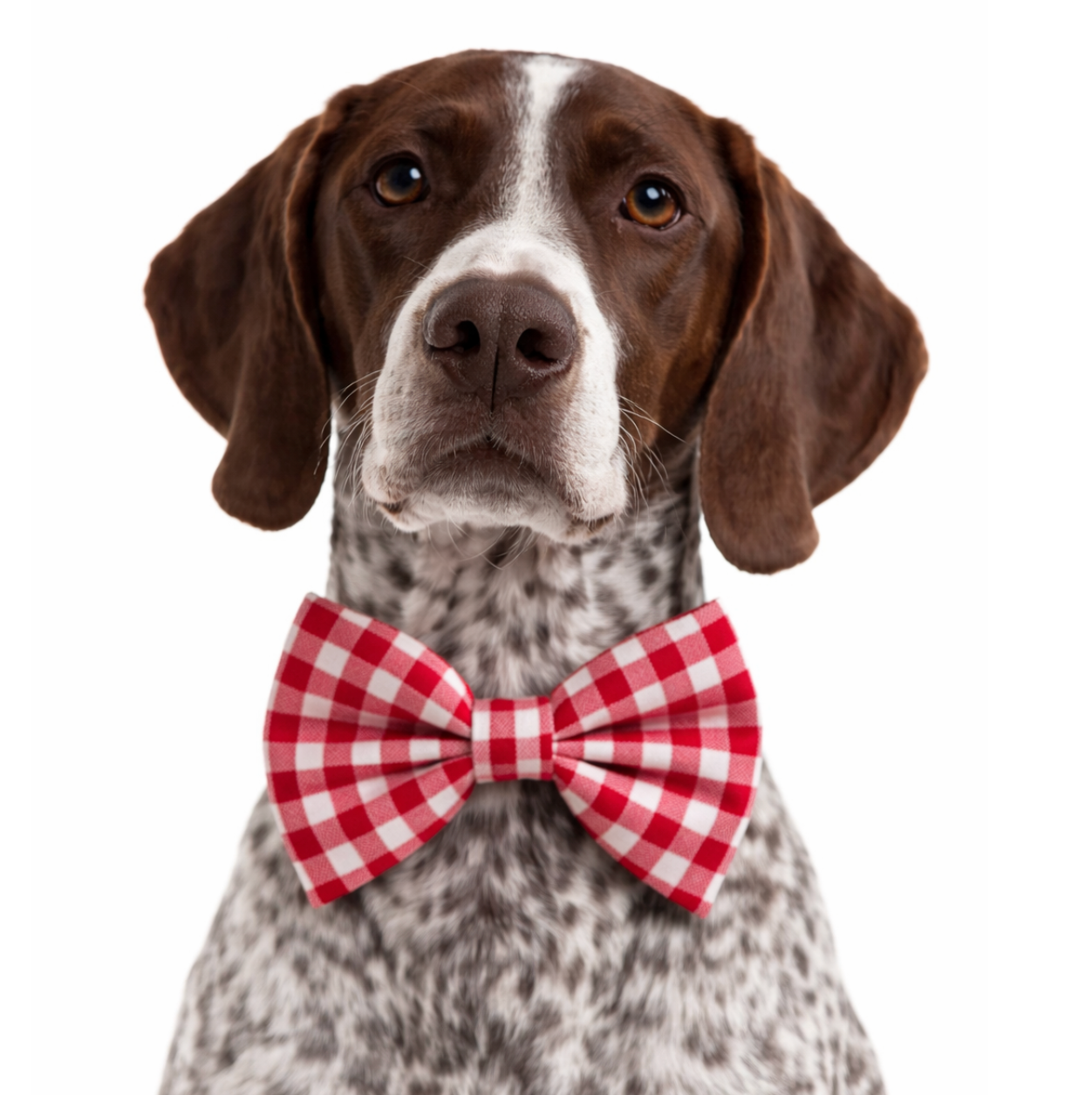 RED & WHITE PICNIC PLAID - DAPPER DEXTER DOG BOW TIE