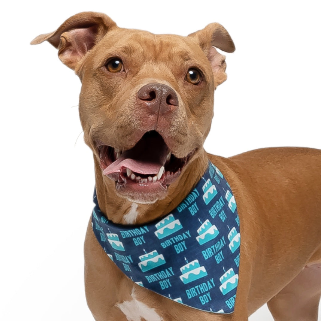 BIRTHDAY BOY- CLASSIC DOG BANDANA