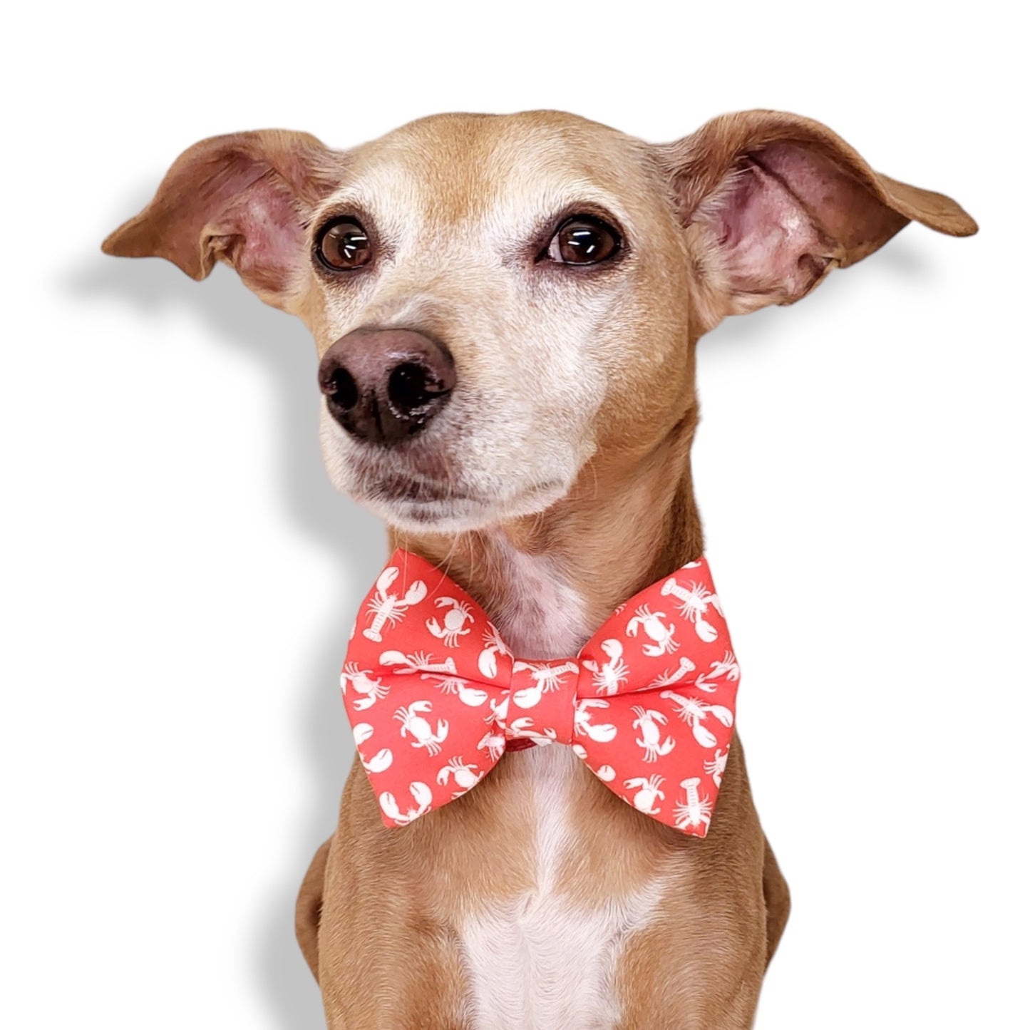 RED LOSBTERS & CRABS - DOG BOW TIE BY DAPPER DEXTER