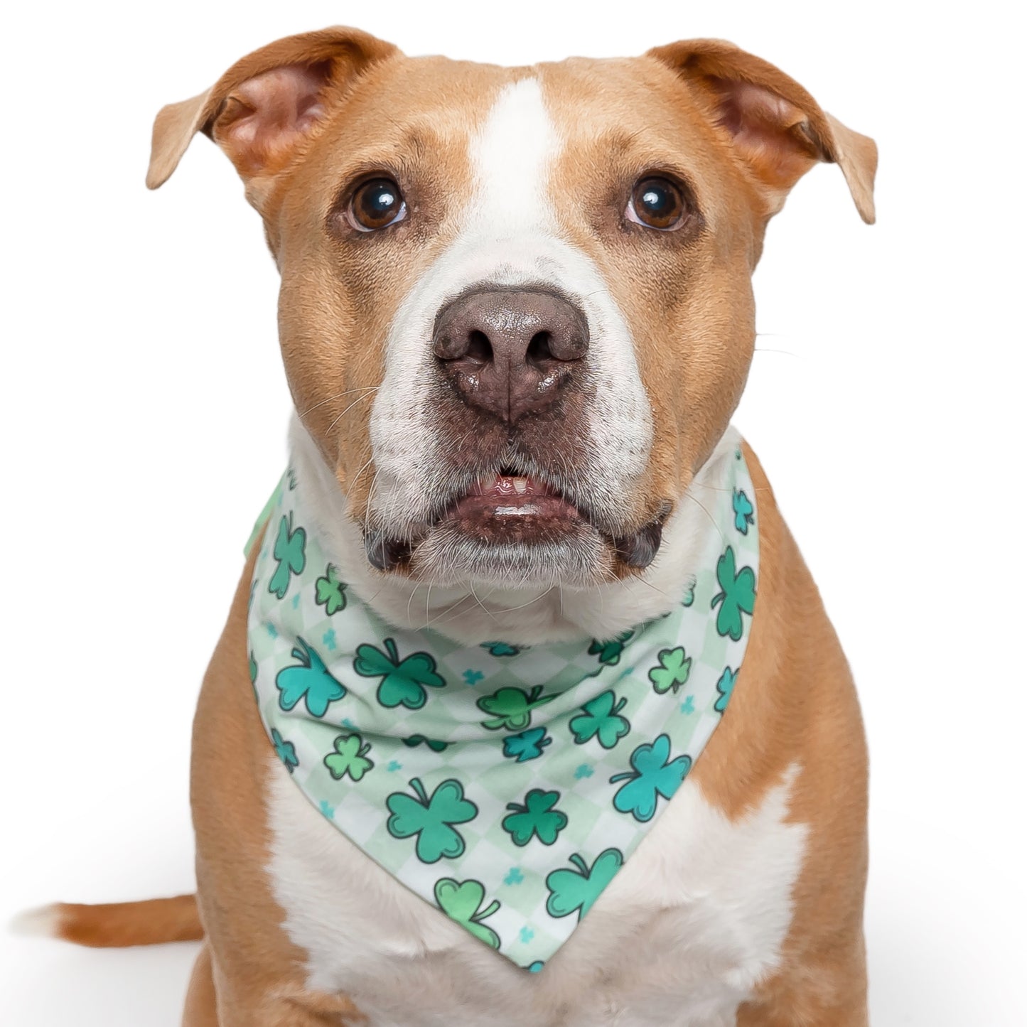 RETRO SHAMROCK - CLASSIC DOG BANDANA