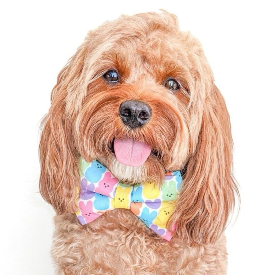 EASTER CANDY- DOG BOW TIE BY DAPPER DEXTER