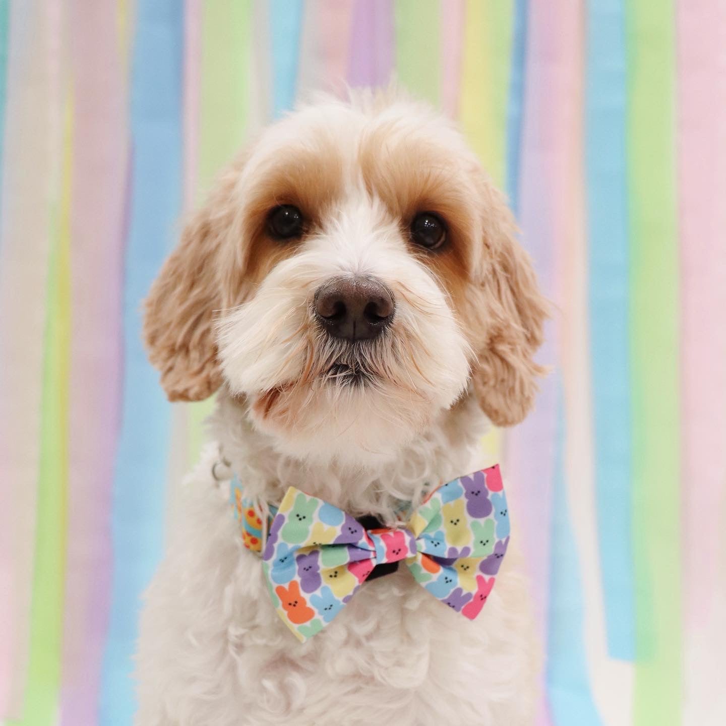 Easter dog bow store tie