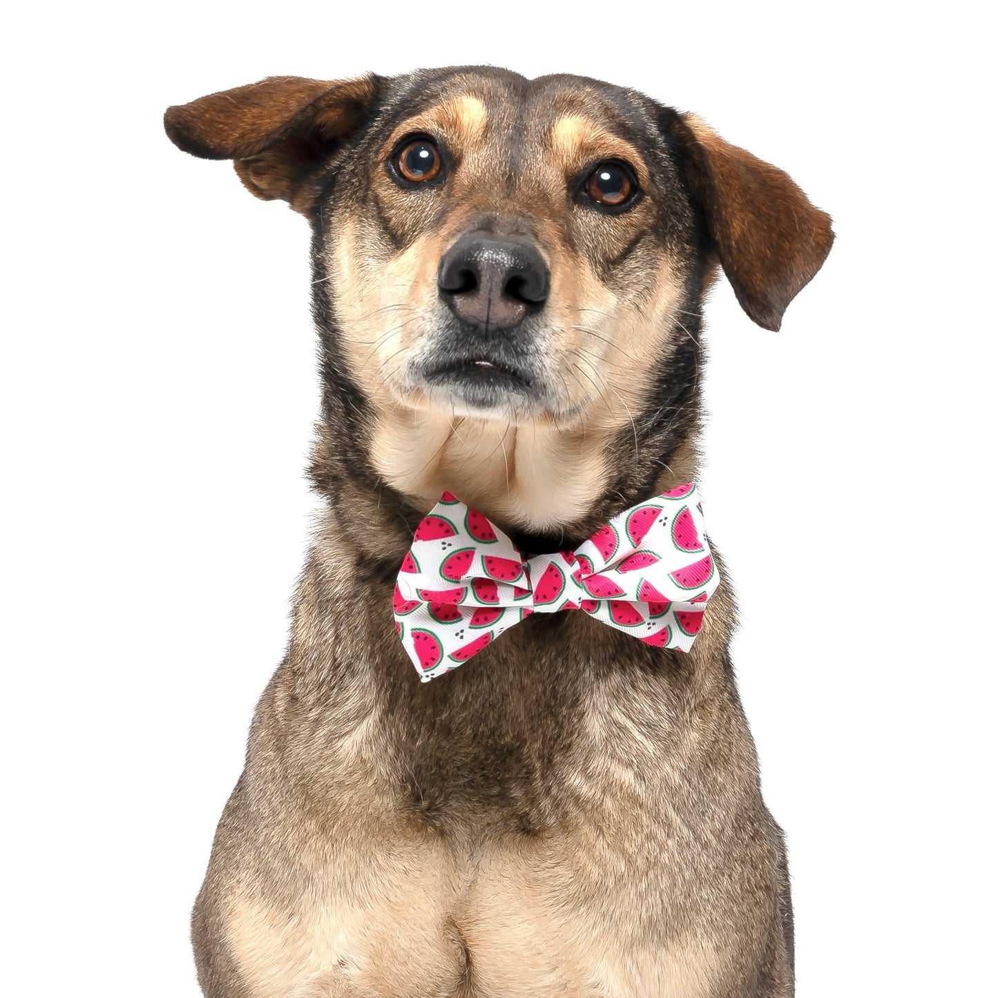 WATERMELON -  BOW TIE