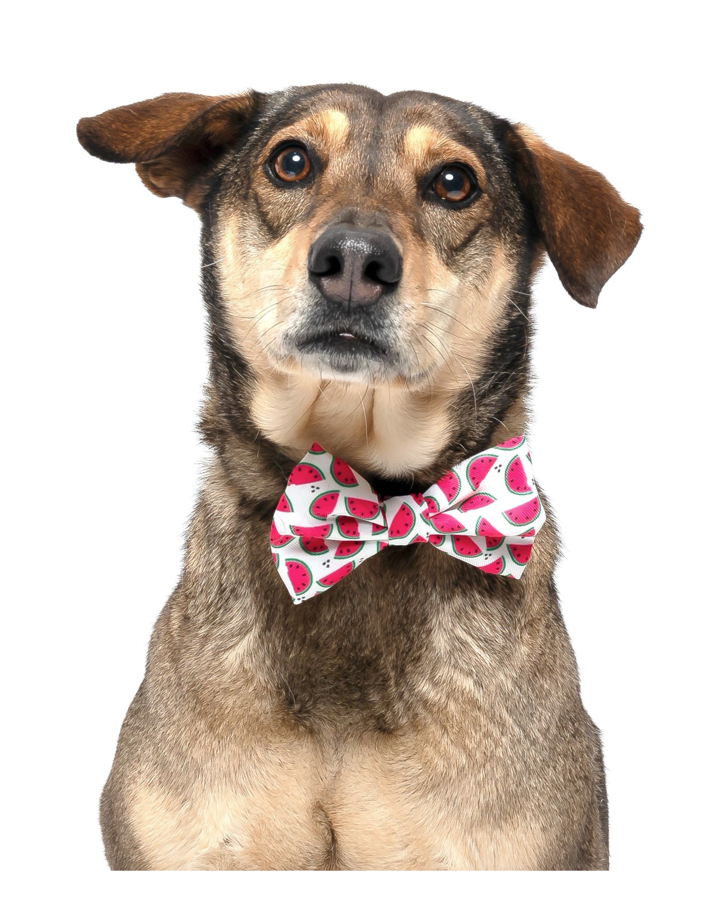 WATERMELON -  BOW TIE