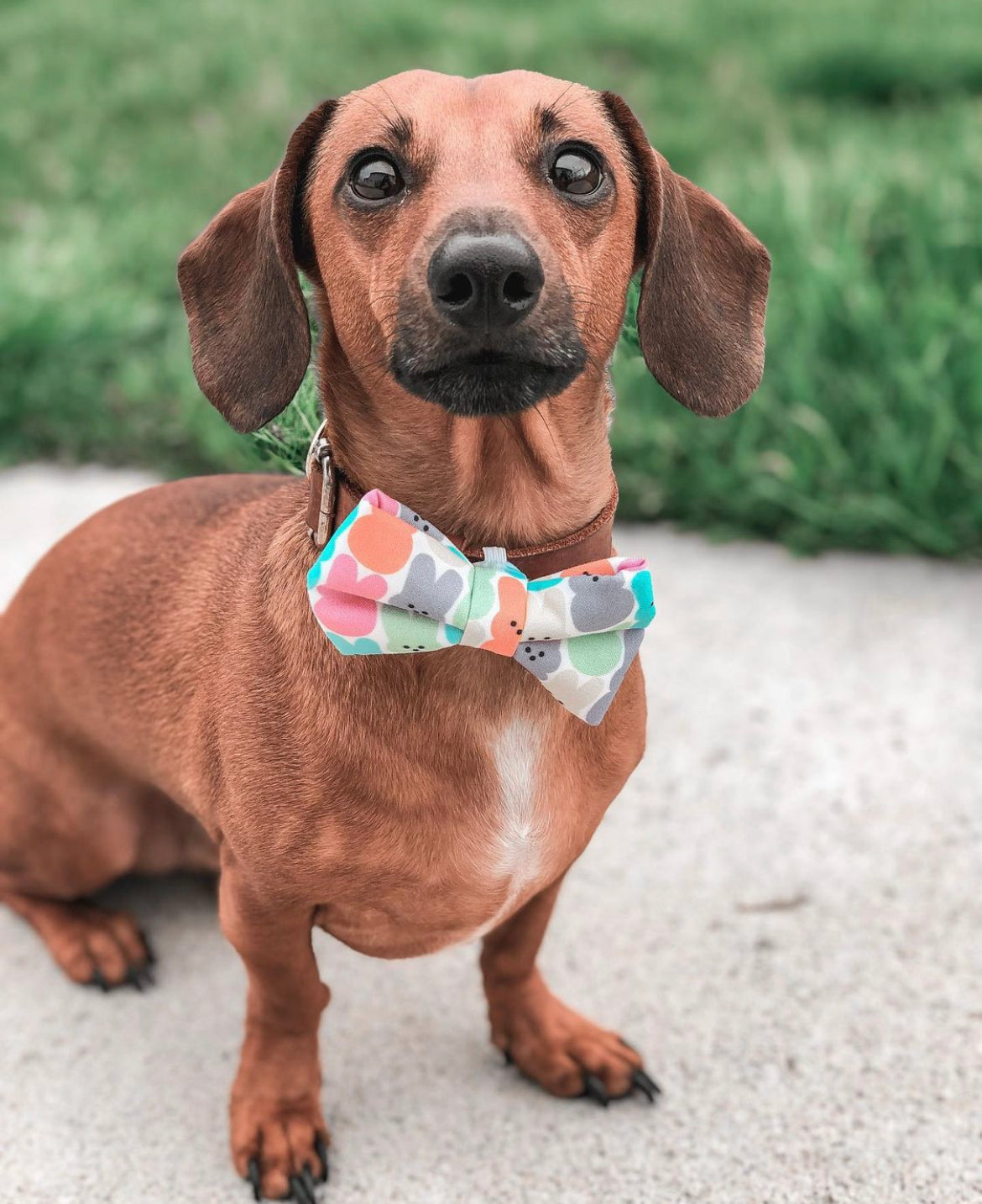 EASTER CANDY- DOG BOW TIE BY DAPPER DEXTER