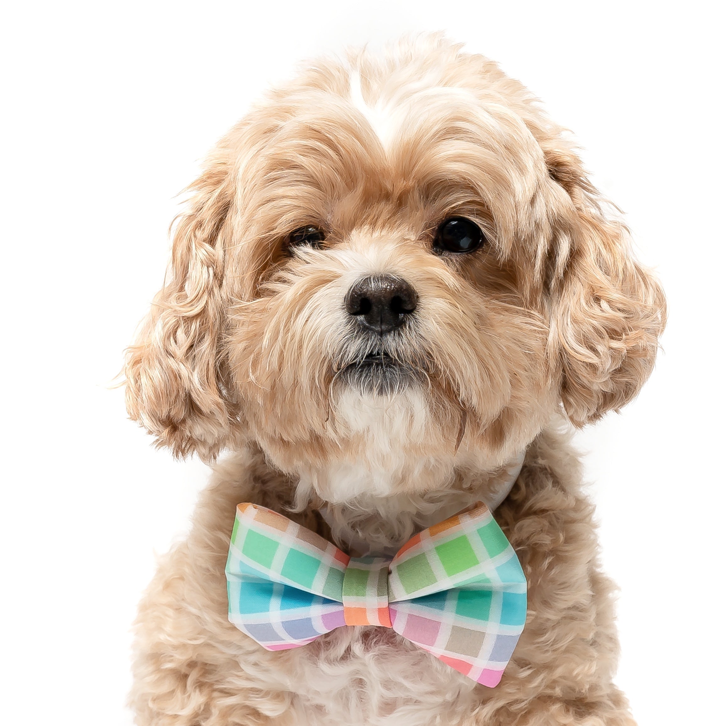 Plaid dog hot sale bow tie