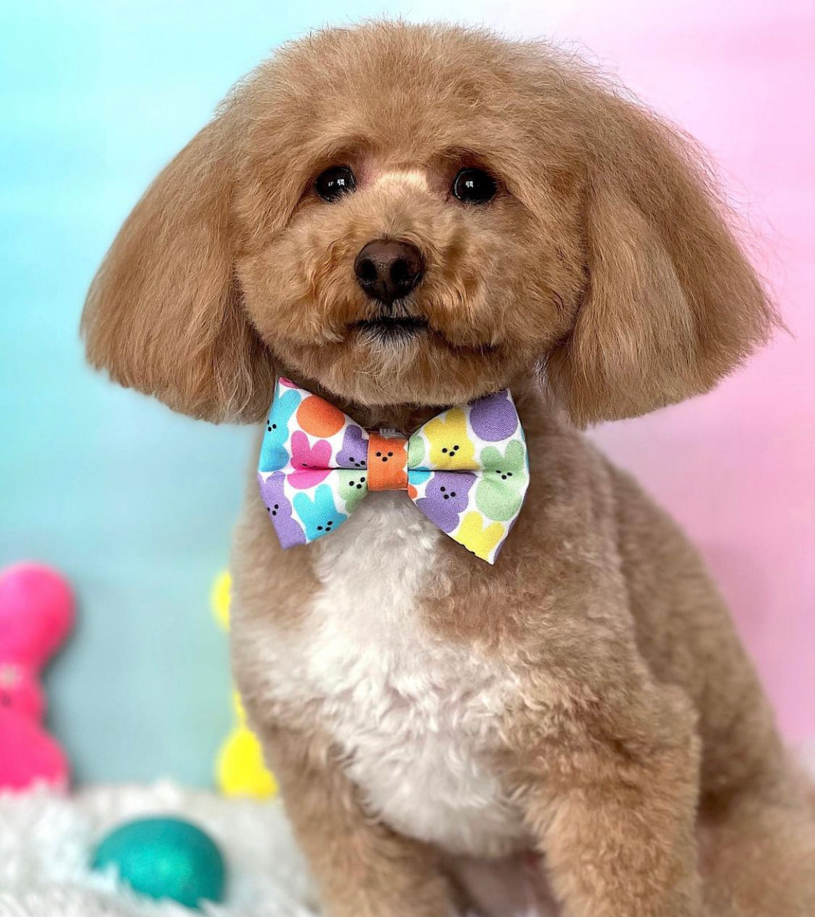 Puppy with deals bow tie