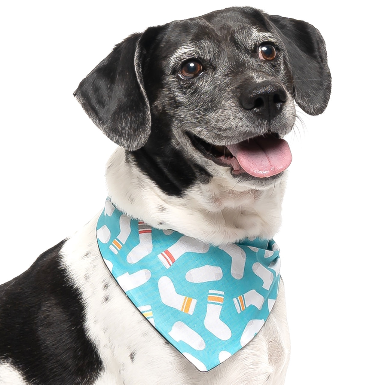 Dog with 2024 bandana on head