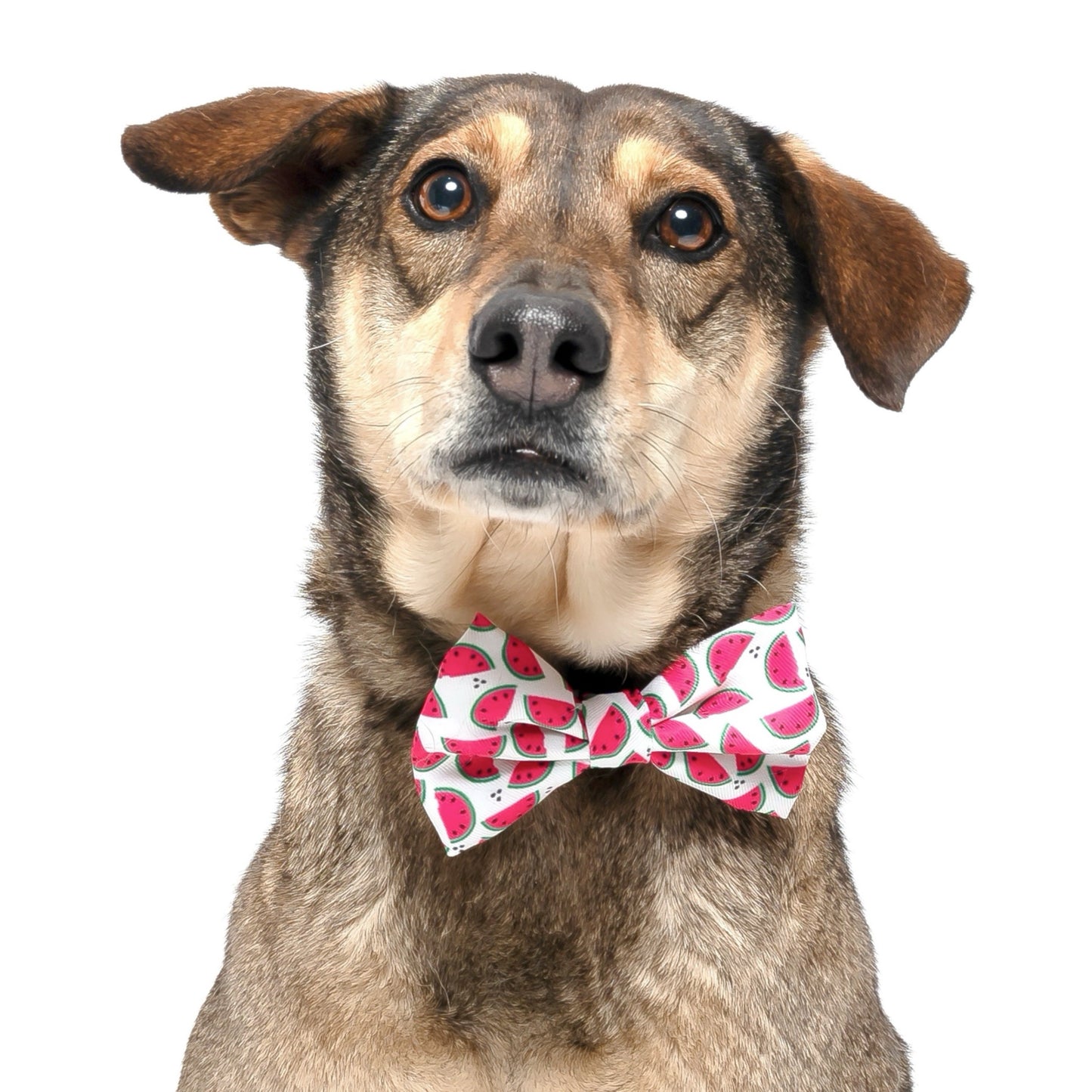 WATERMELON -  BOW TIE