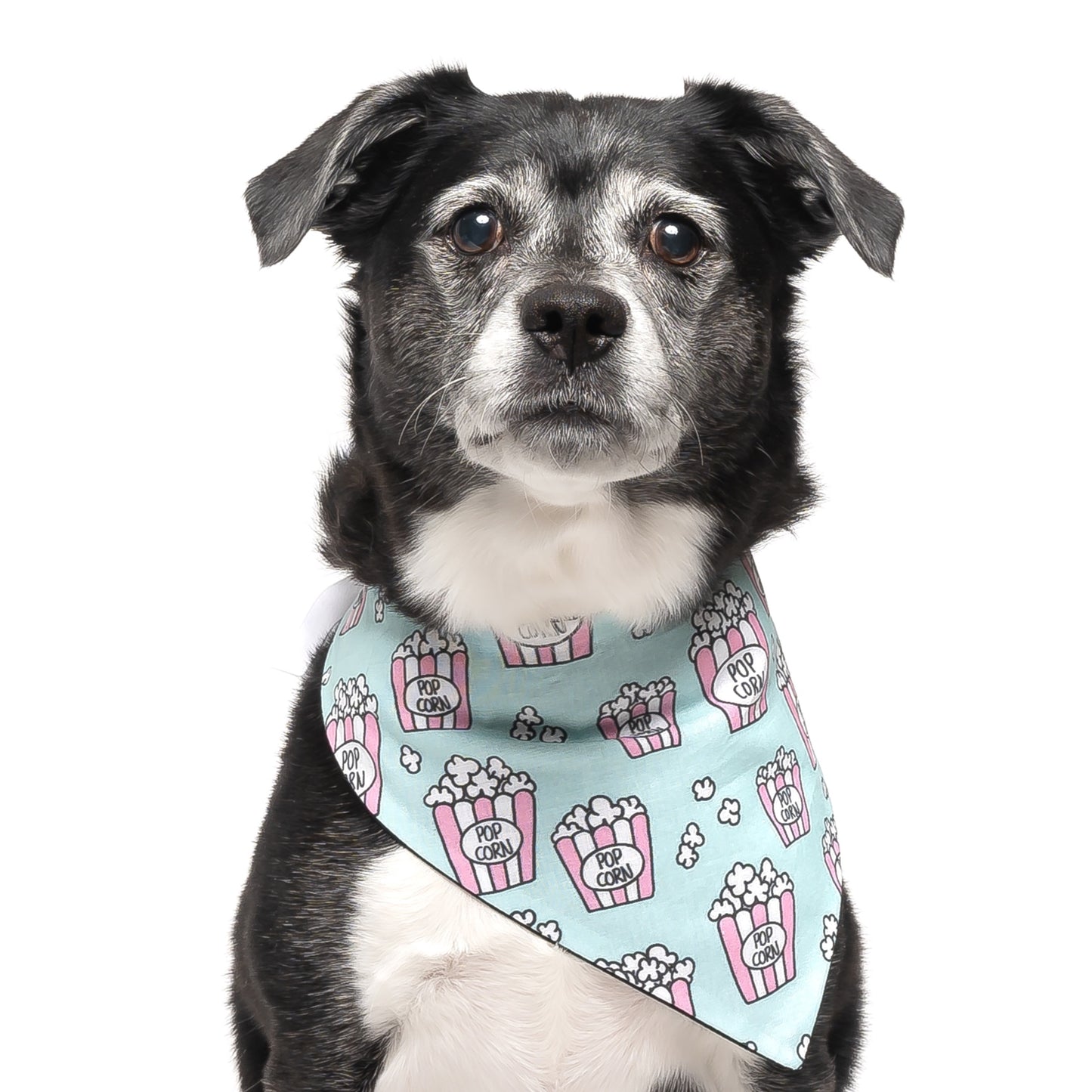 POPCORN - CLASSIC DOG BANDANA